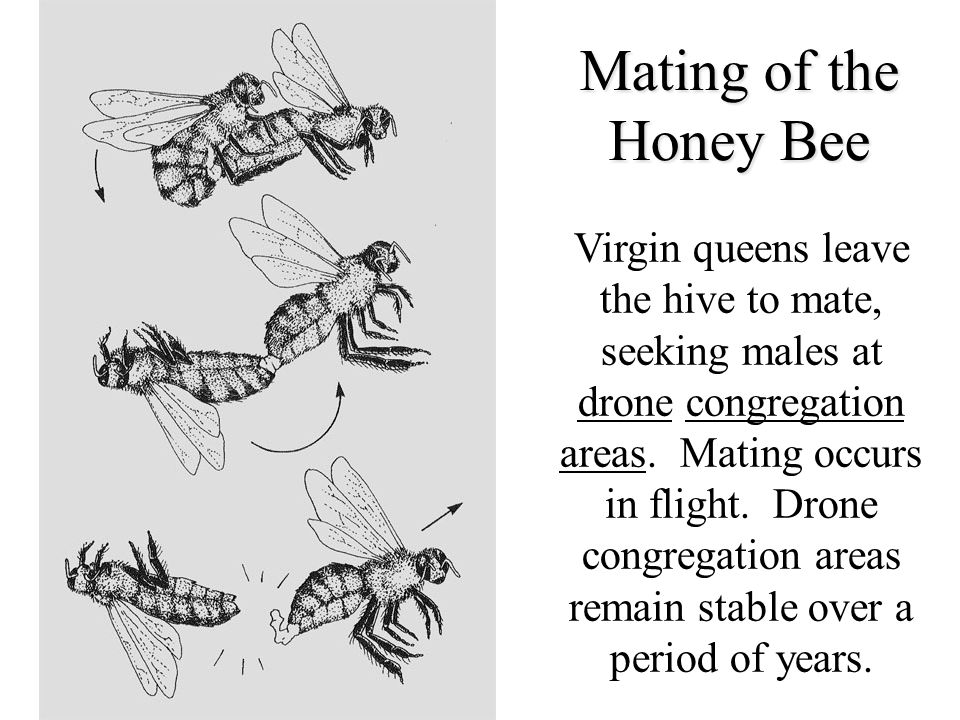 Mating of the Honey Bee