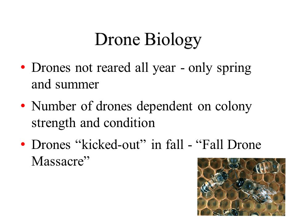 Drone Biology Drones not reared all year - only spring and summer
