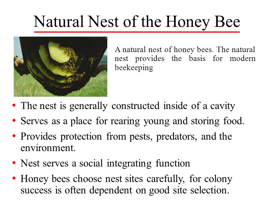 Natural Nest of the Honey Bee