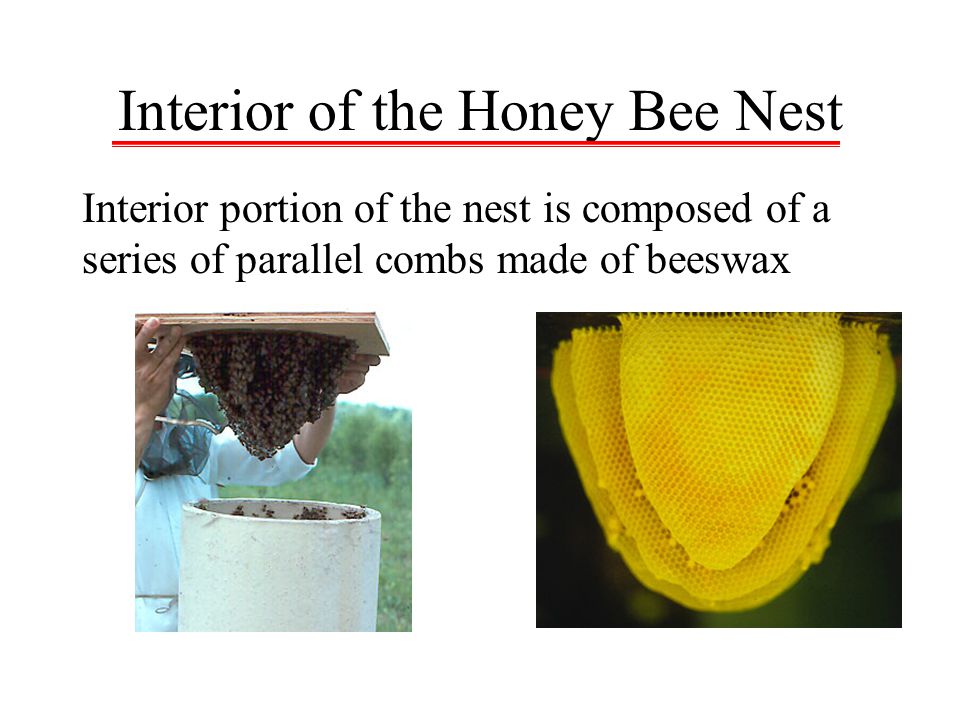 Interior of the Honey Bee Nest