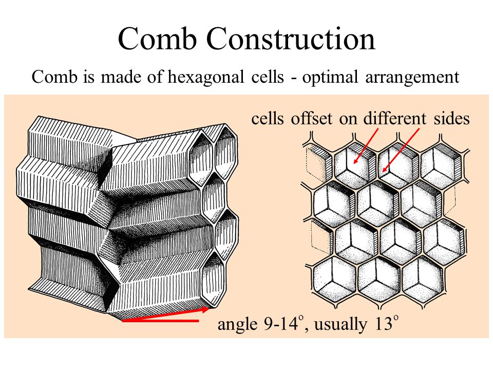 Comb Construction Comb is made of hexagonal cells - optimal arrangement. cells offset on different sides.