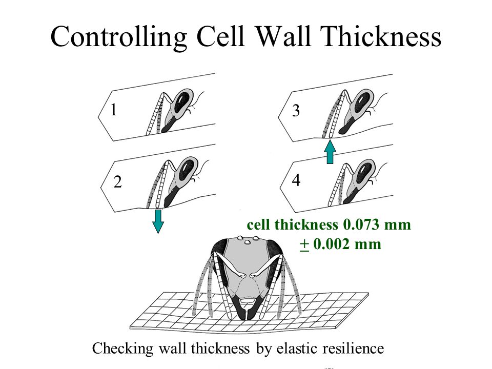 Controlling Cell Wall Thickness