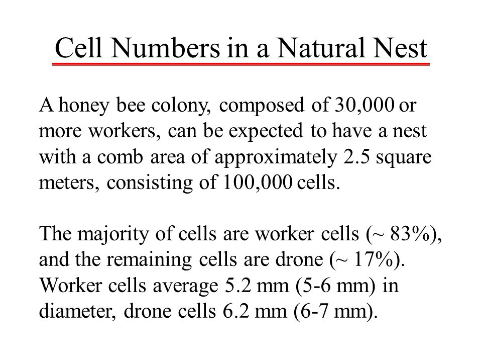 Cell Numbers in a Natural Nest