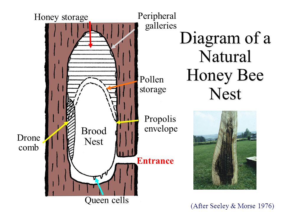 Diagram of a Natural Honey Bee Nest