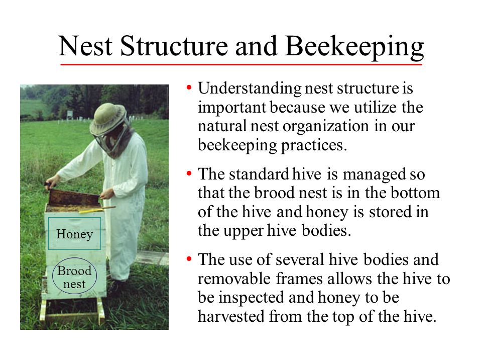 Nest Structure and Beekeeping