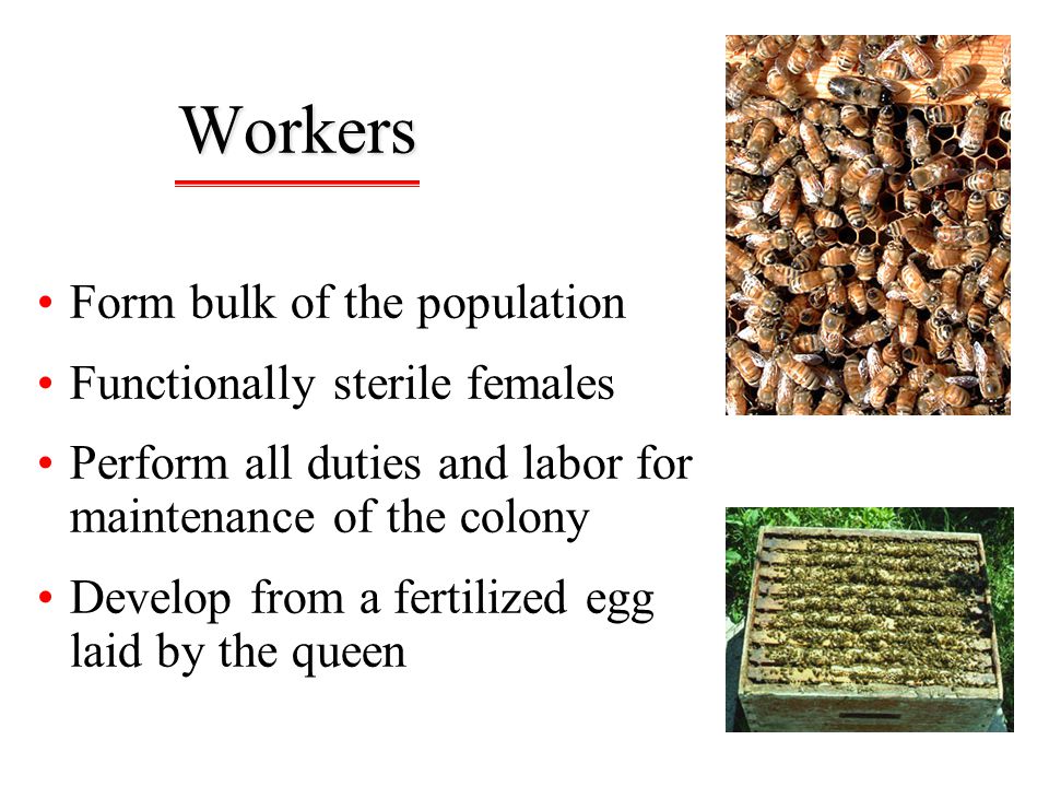 Workers Form bulk of the population Functionally sterile females