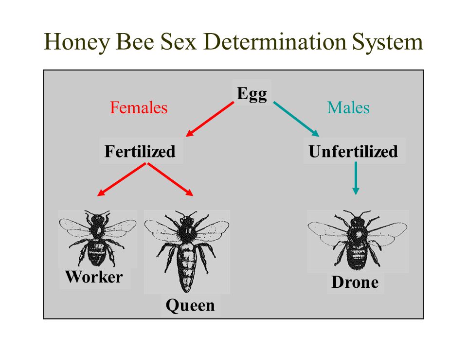 Honey Bee Sex Determination System