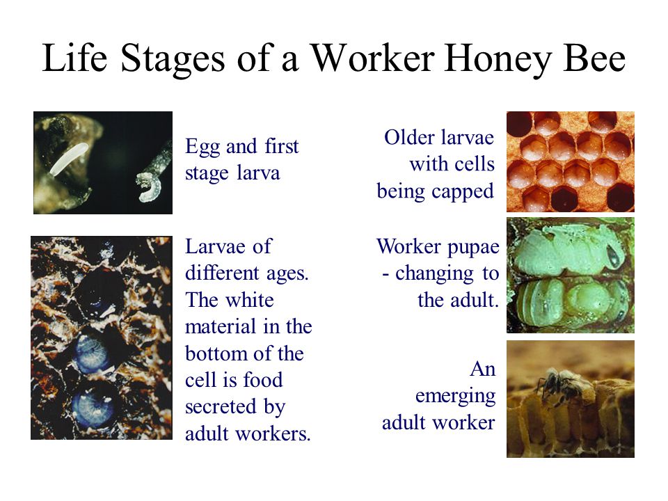 Life Stages of a Worker Honey Bee