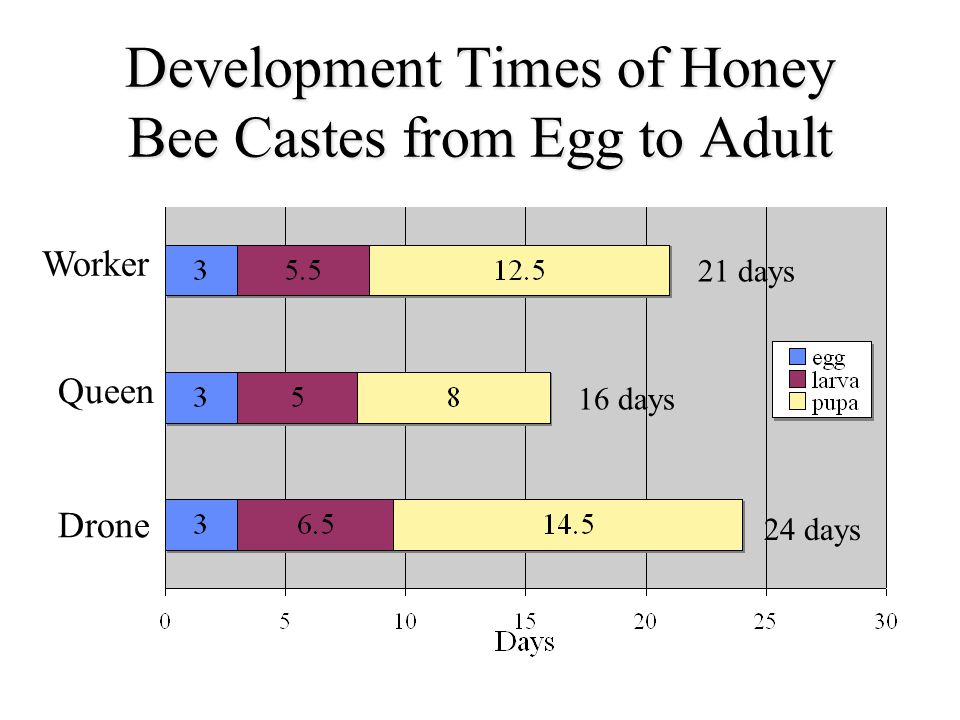 Development Times of Honey Bee Castes from Egg to Adult