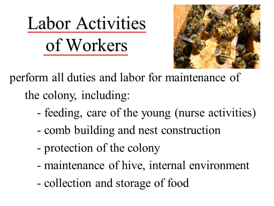 Labor Activities of Workers