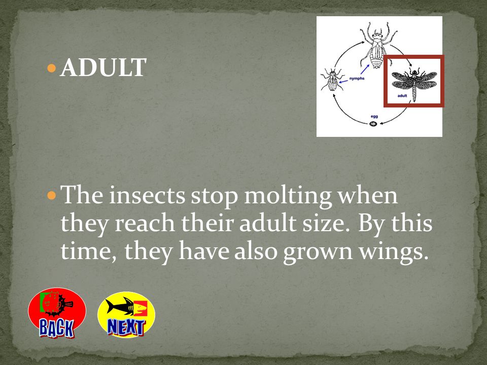 ADULT The insects stop molting when they reach their adult size. By this time, they have also grown wings.