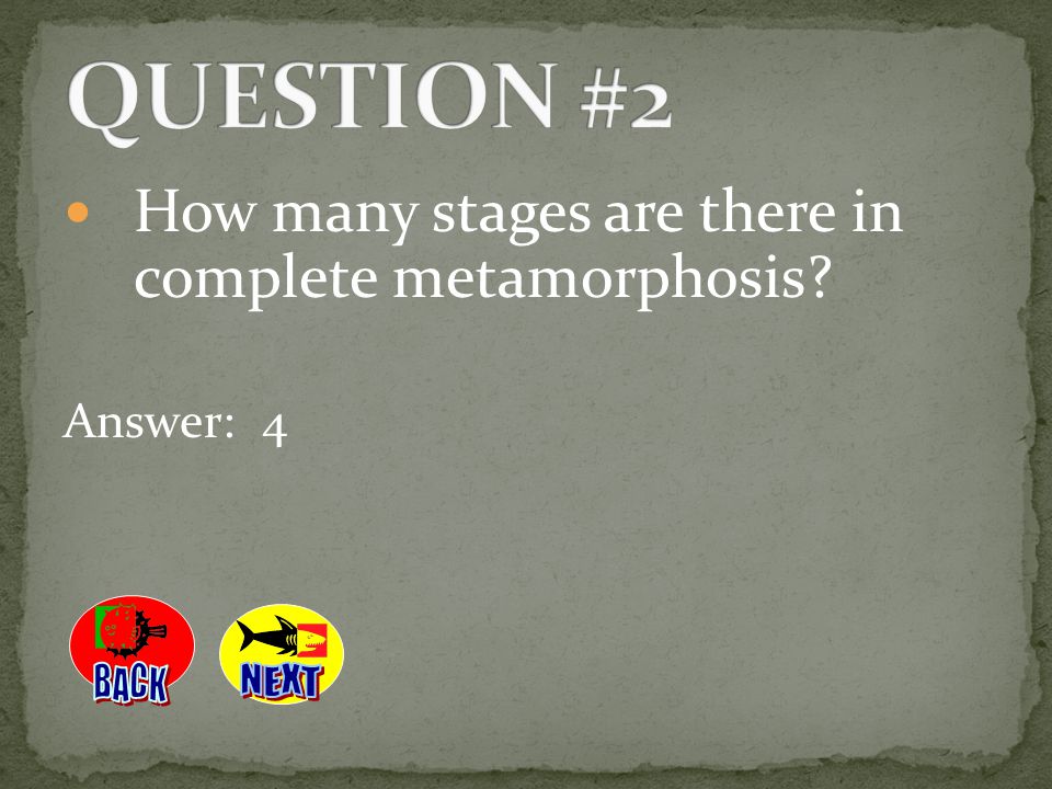 QUESTION #2 How many stages are there in complete metamorphosis BACK