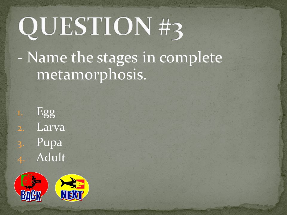 QUESTION #3 - Name the stages in complete metamorphosis. BACK NEXT Egg
