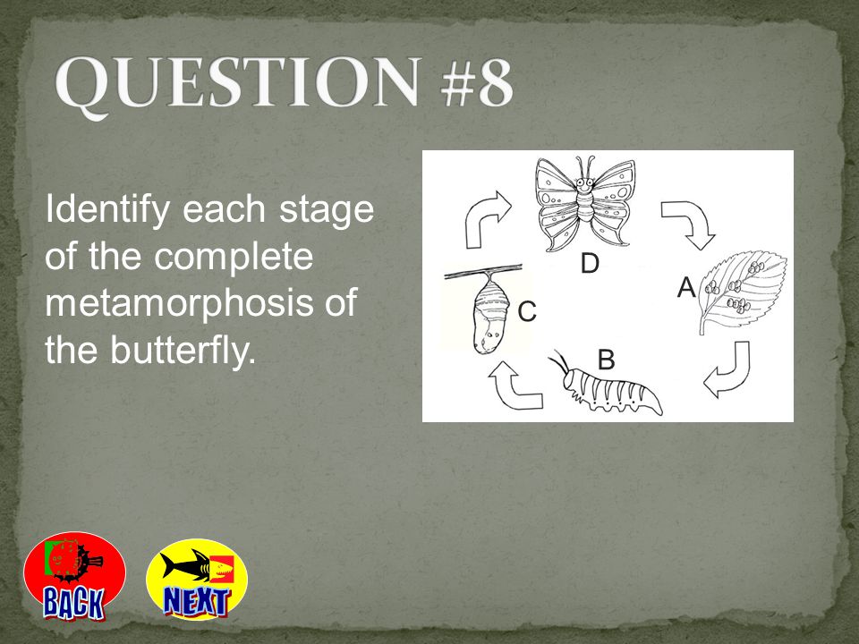 QUESTION #8 A B C D Identify each stage of the complete metamorphosis of the butterfly. BACK NEXT