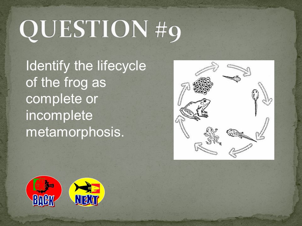 QUESTION #9 Identify the lifecycle of the frog as complete or incomplete metamorphosis. BACK NEXT