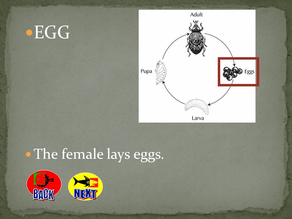 EGG The female lays eggs. BACK NEXT