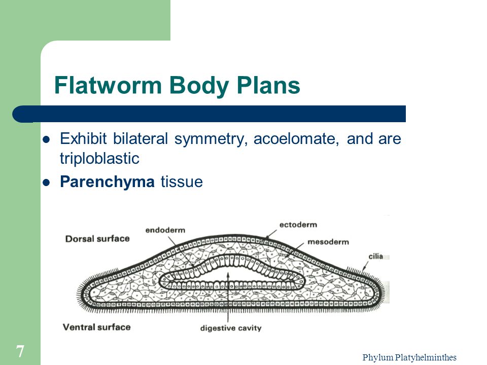 a laposférgek phylum platyhelminthes tulajdonságai