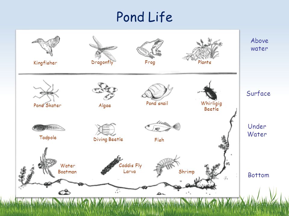 Pond life - ppt video online download