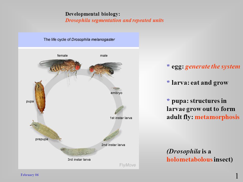 1 * egg: generate the system * larva: eat and grow