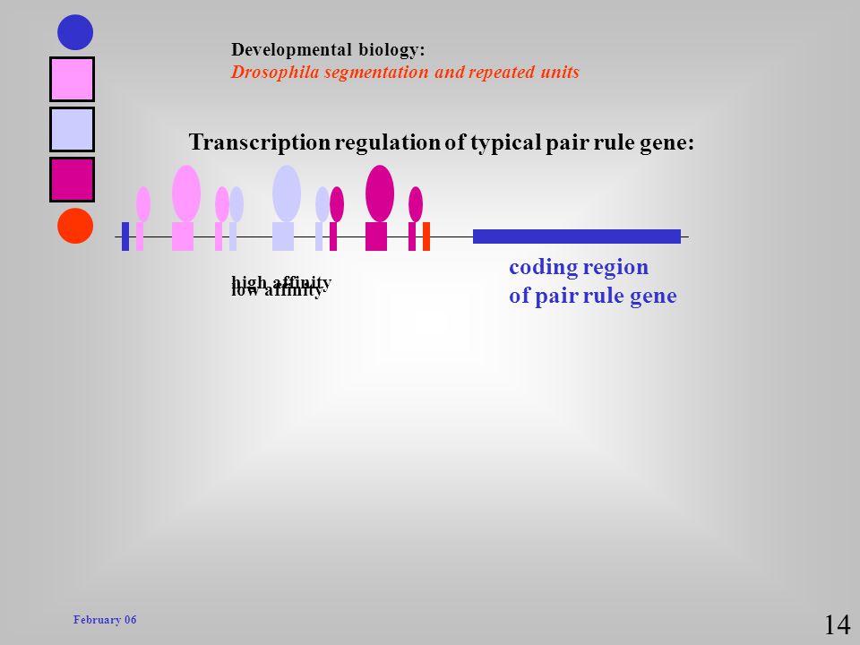 14 Transcription regulation of typical pair rule gene: coding region