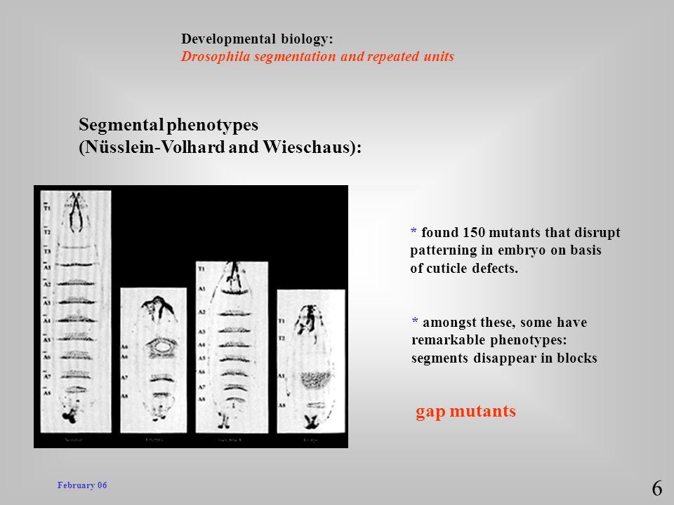 6 Segmental phenotypes (Nüsslein-Volhard and Wieschaus): gap mutants