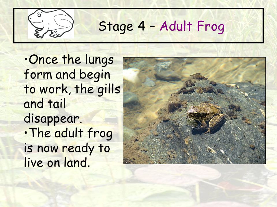 Stage 4 – Adult Frog Once the lungs form and begin to work, the gills and tail disappear.
