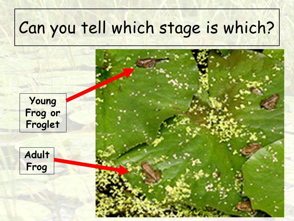 Can you tell which stage is which