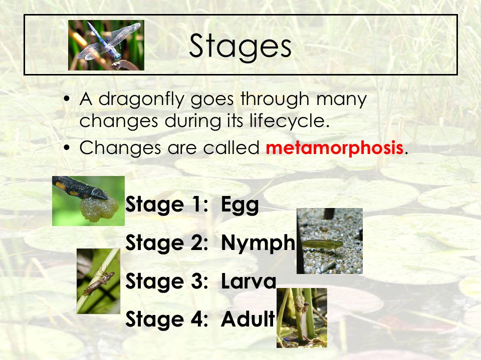 Stages Stage 1: Egg Stage 2: Nymph Stage 3: Larva Stage 4: Adult