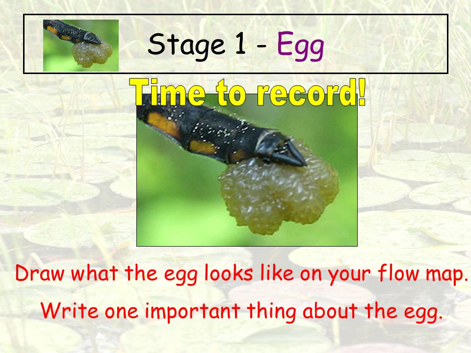 Stage 1 - Egg Time to record!