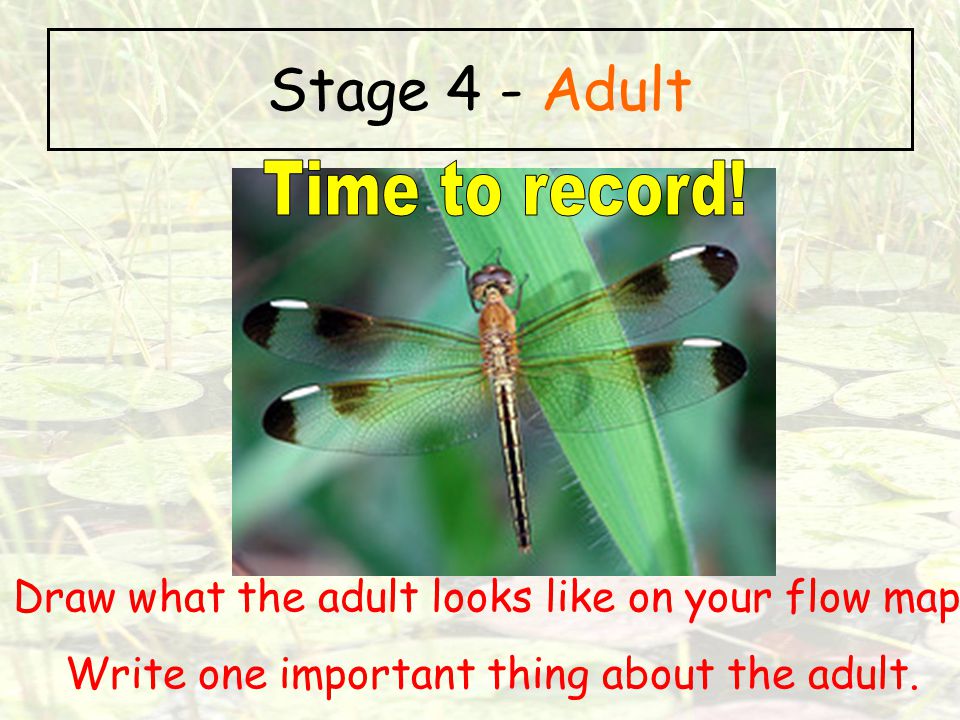 Stage 4 - Adult Time to record!