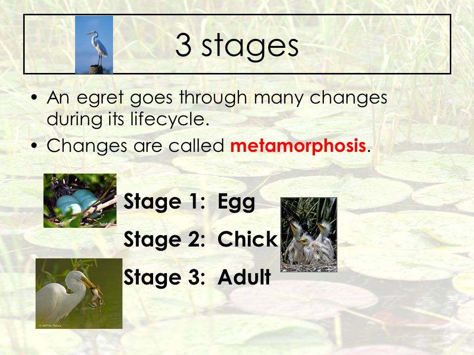 3 stages Stage 1: Egg Stage 2: Chick Stage 3: Adult