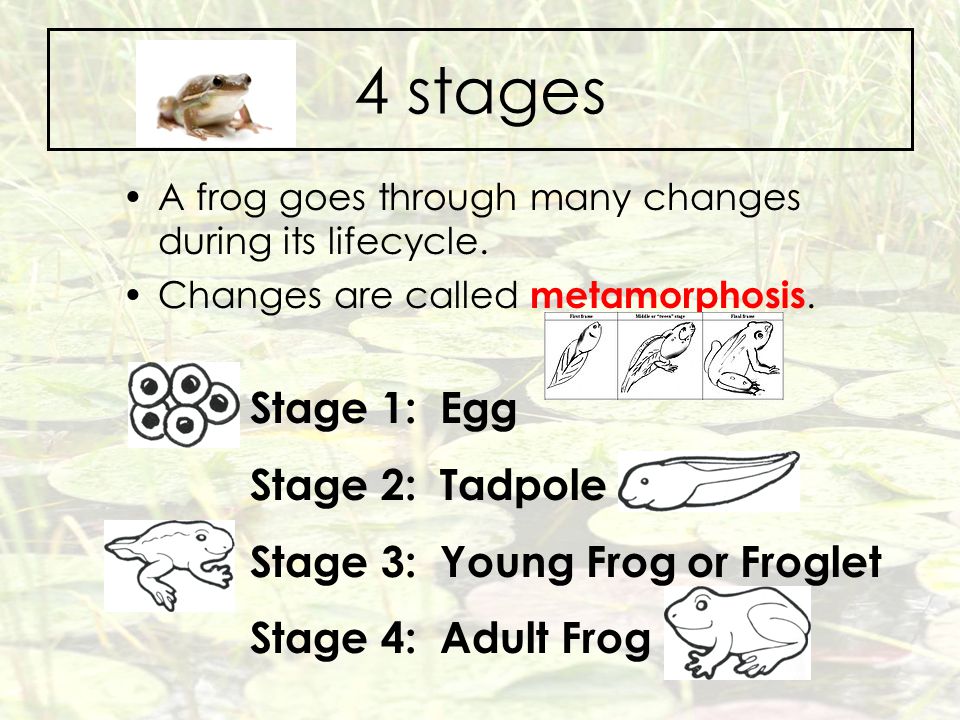 4 stages Stage 1: Egg Stage 2: Tadpole Stage 3: Young Frog or Froglet