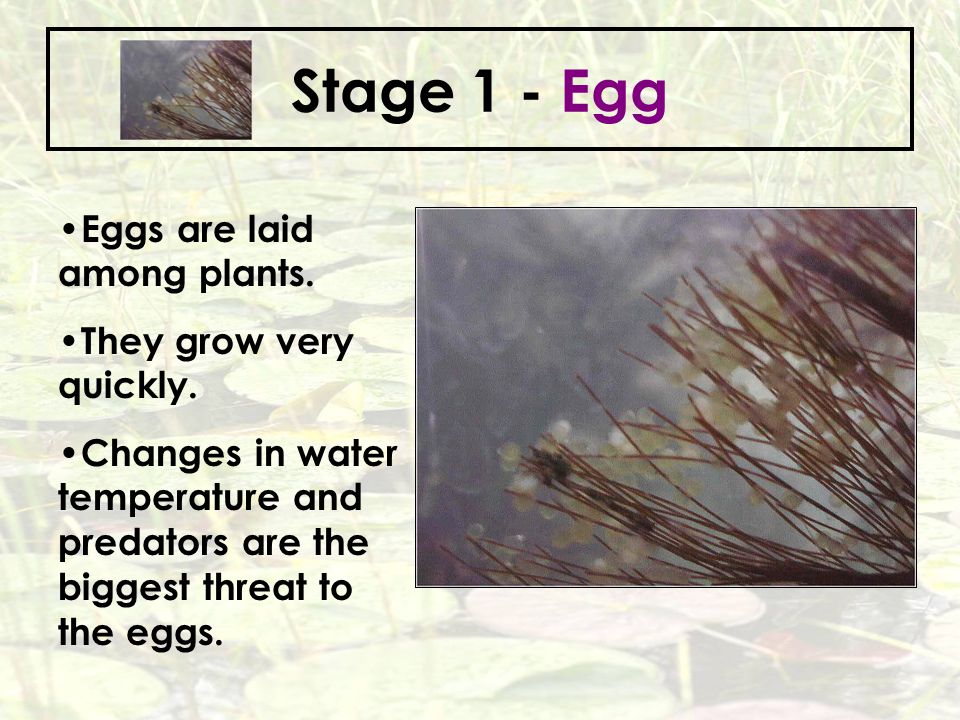 Stage 1 - Egg Eggs are laid among plants. They grow very quickly.