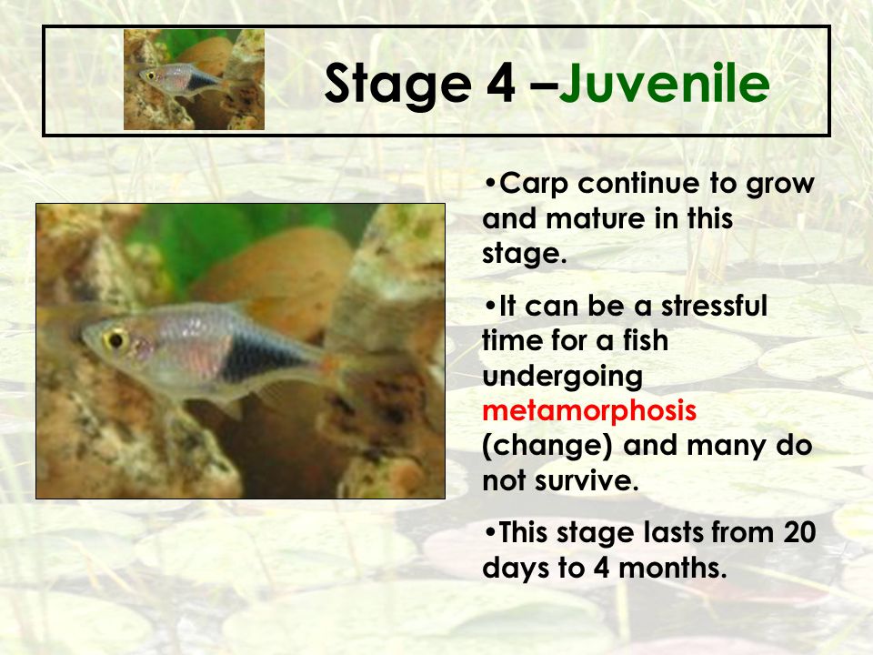 Stage 4 –Juvenile Carp continue to grow and mature in this stage.