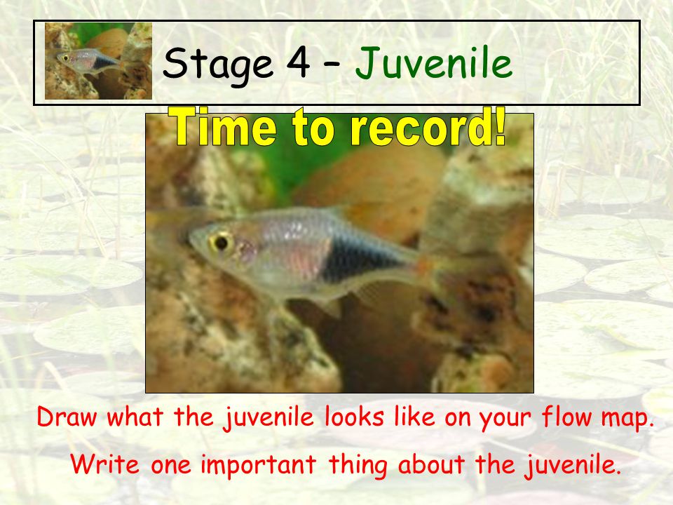 Stage 4 – Juvenile Time to record!