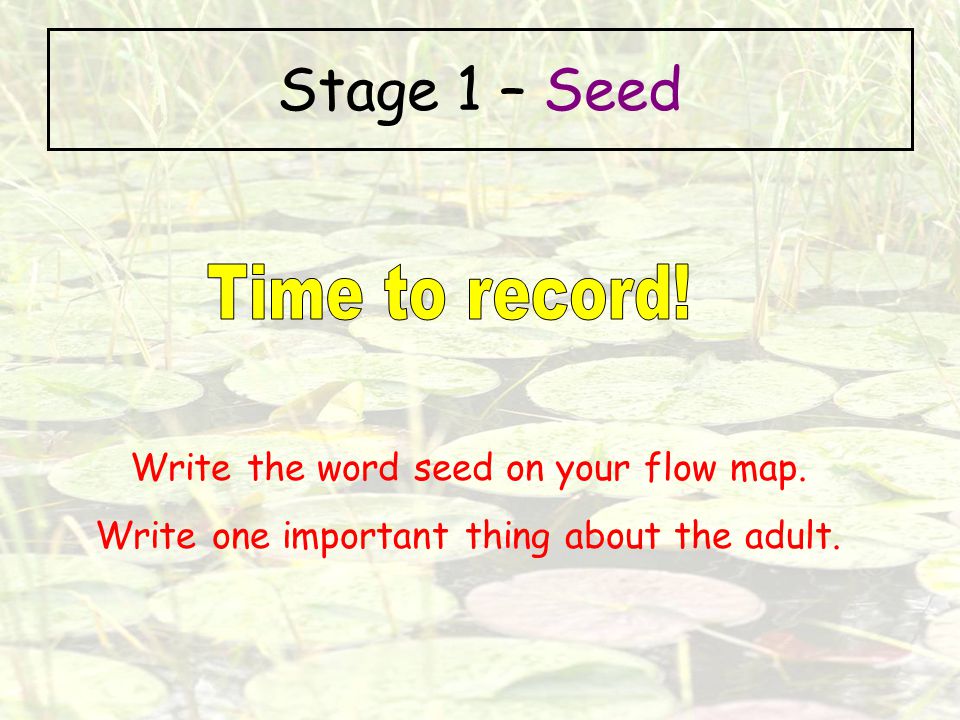 Stage 1 – Seed Time to record! Write the word seed on your flow map.