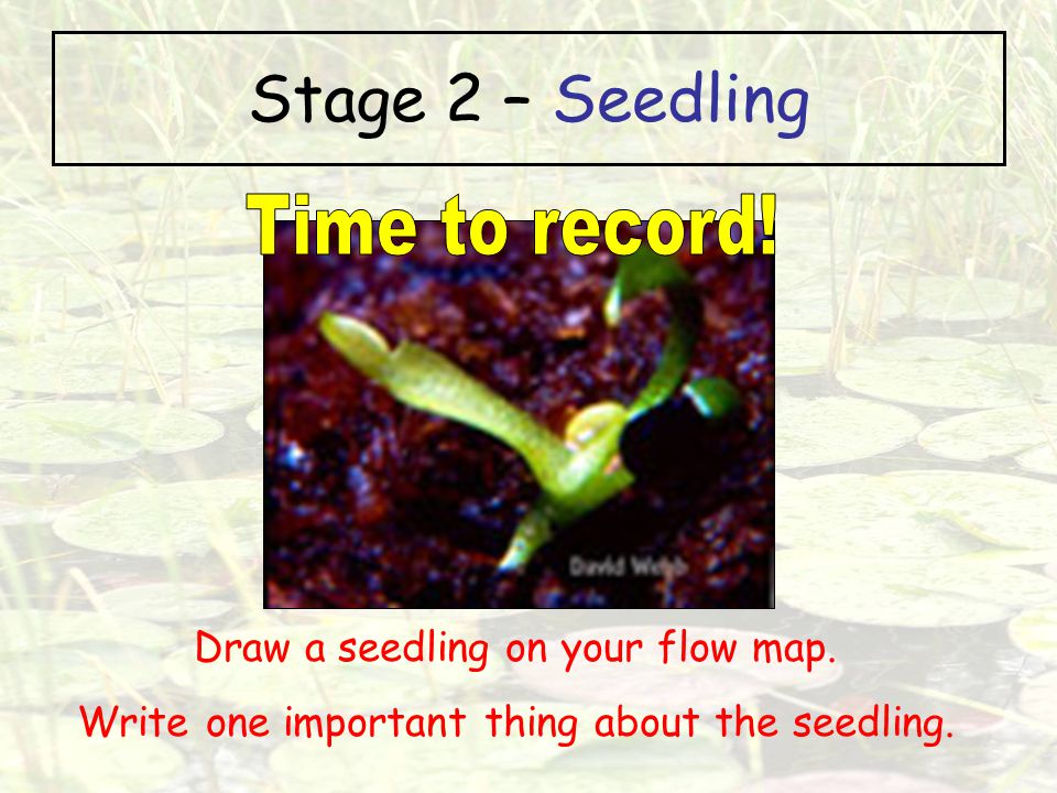 Stage 2 – Seedling Time to record! Draw a seedling on your flow map.