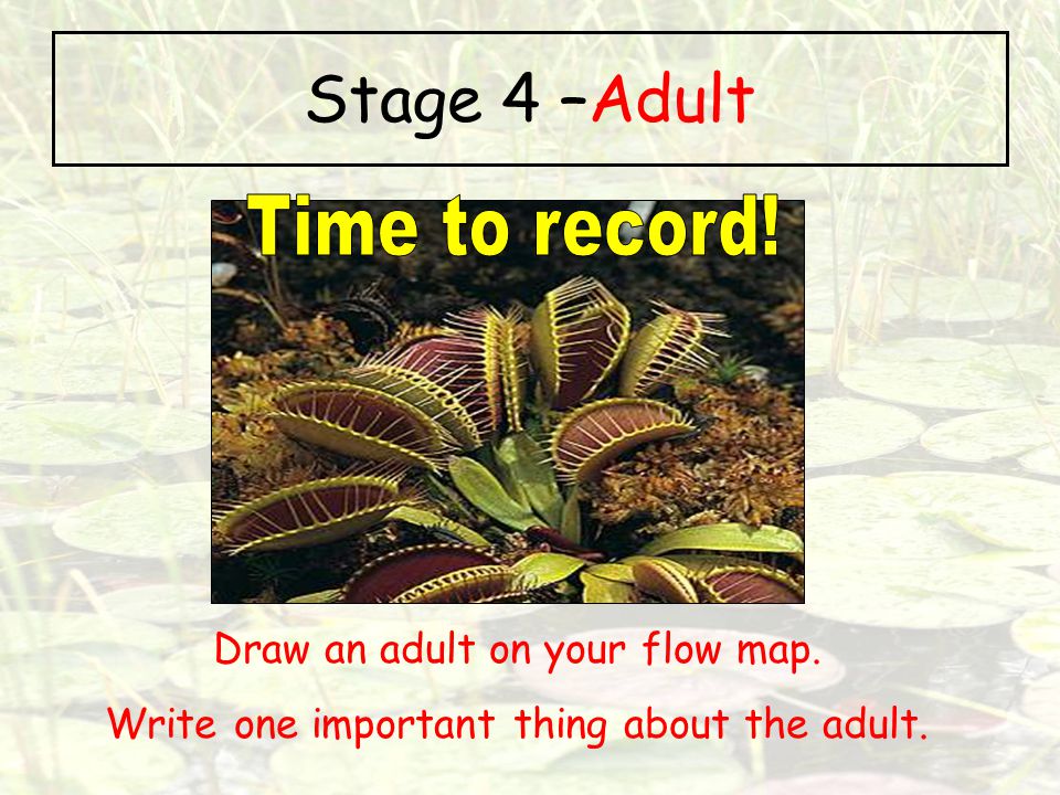 Stage 4 –Adult Time to record! Draw an adult on your flow map.