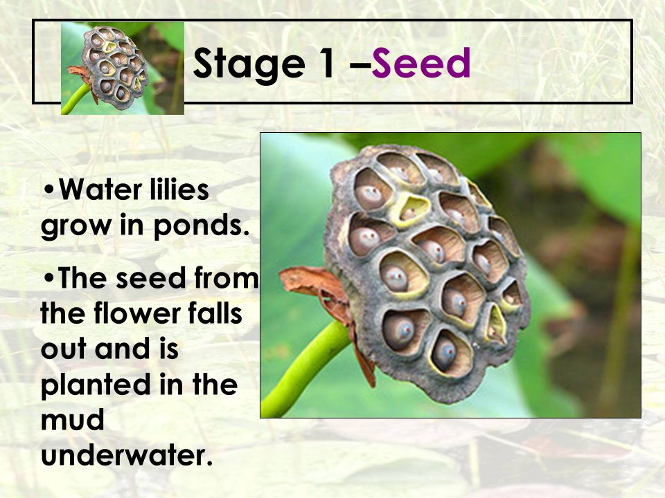 Stage 1 –Seed Water lilies grow in ponds.