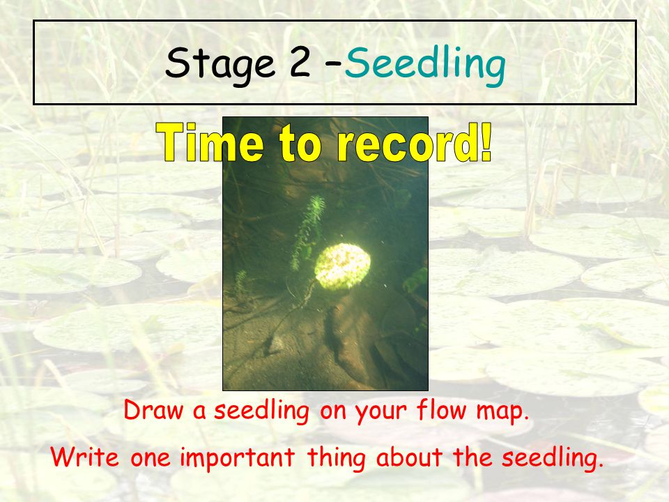 Stage 2 –Seedling Time to record! Draw a seedling on your flow map.