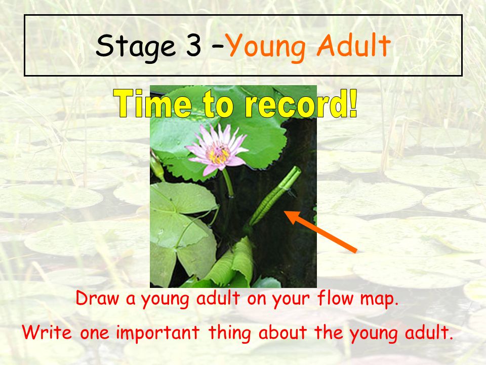 Stage 3 –Young Adult Time to record!