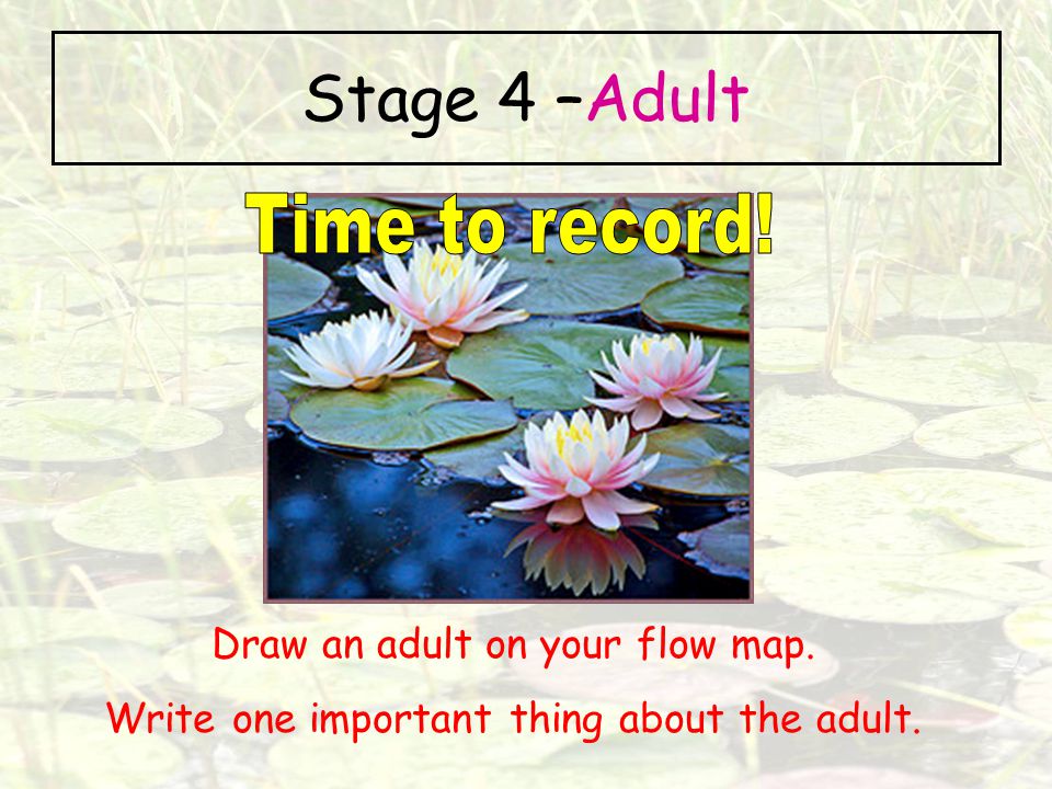 Stage 4 –Adult Time to record! Draw an adult on your flow map.