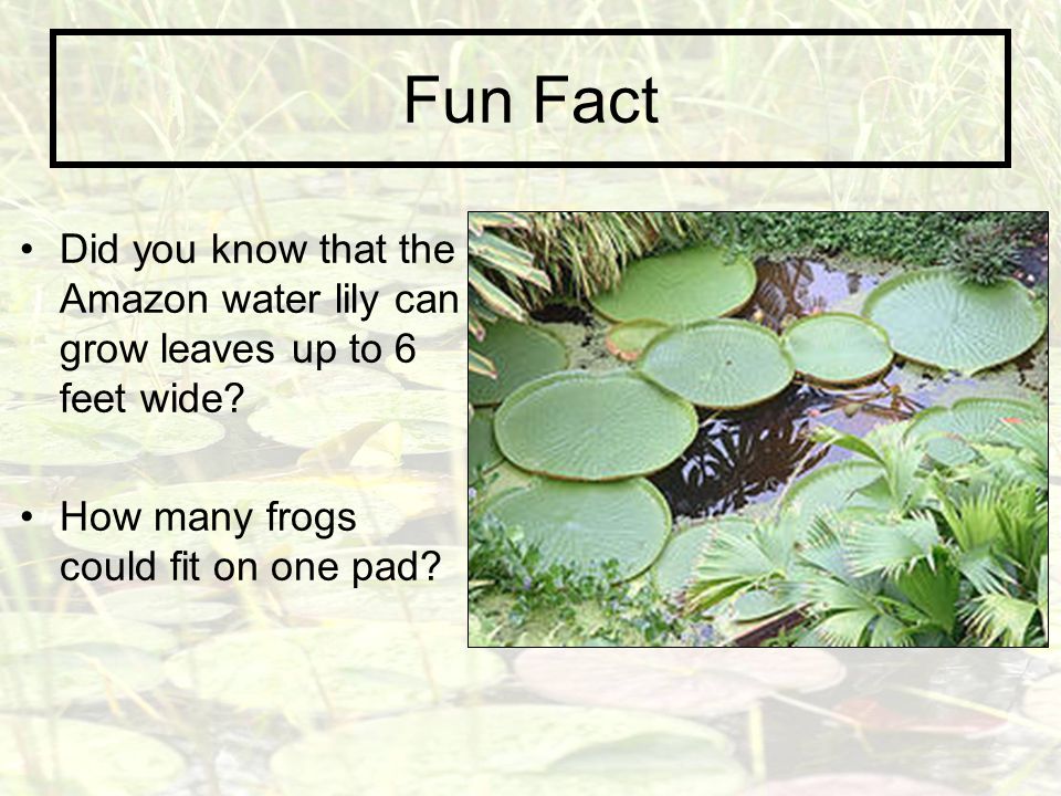 Fun Fact Did you know that the Amazon water lily can grow leaves up to 6 feet wide.