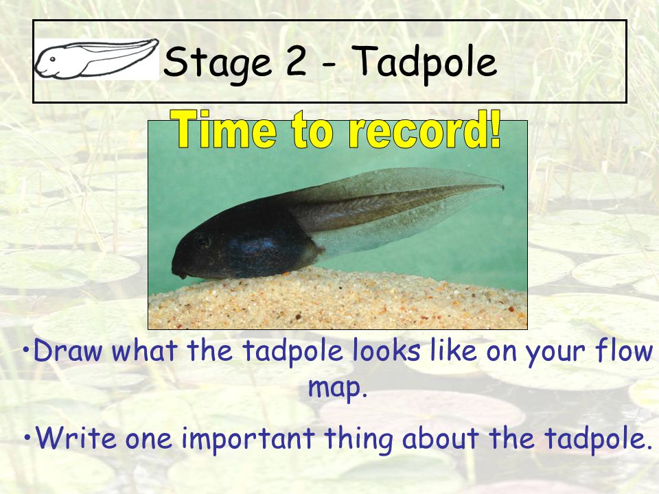 Stage 2 - Tadpole Time to record!