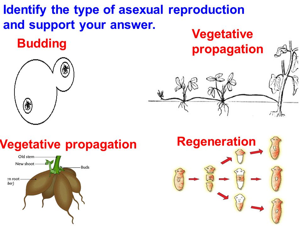 Identify the type of asexual reproduction and support your answer.