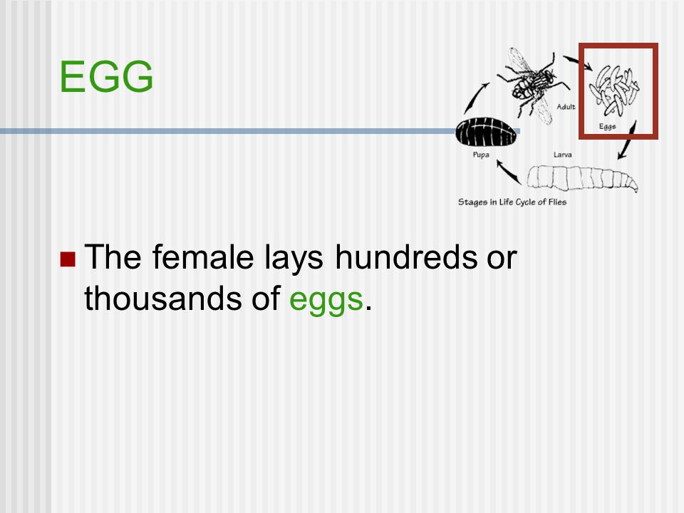 EGG The female lays hundreds or thousands of eggs.
