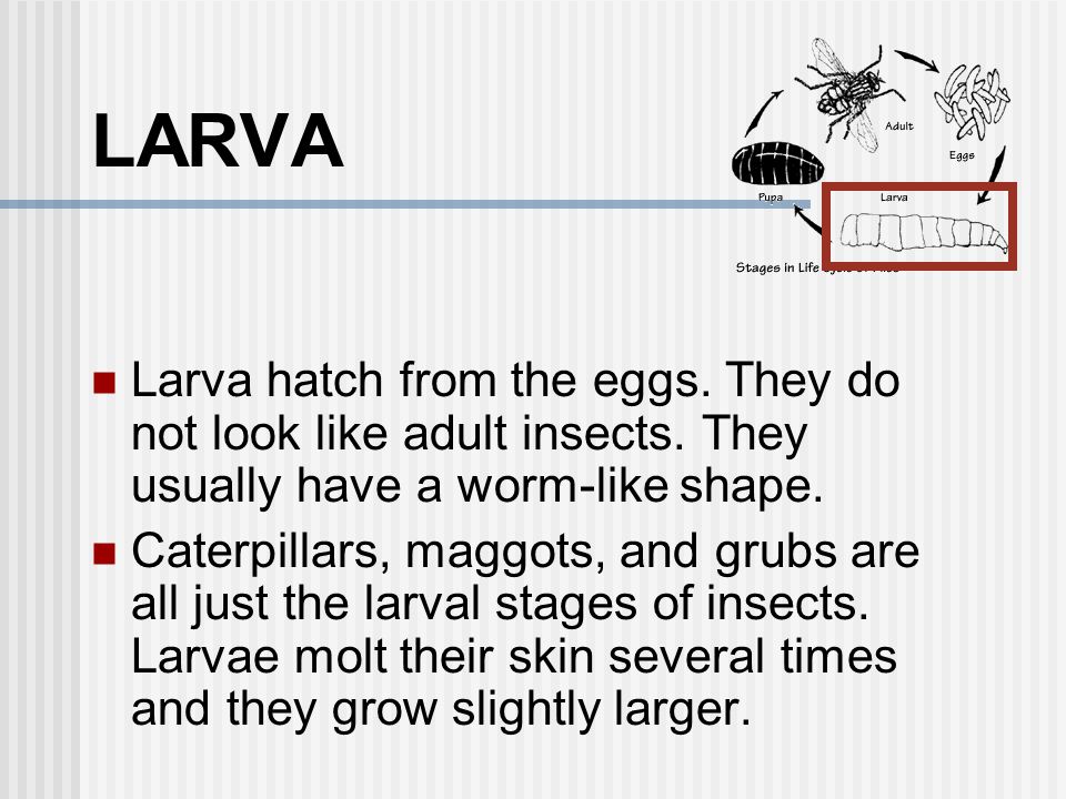 LARVA Larva hatch from the eggs. They do not look like adult insects. They usually have a worm-like shape.