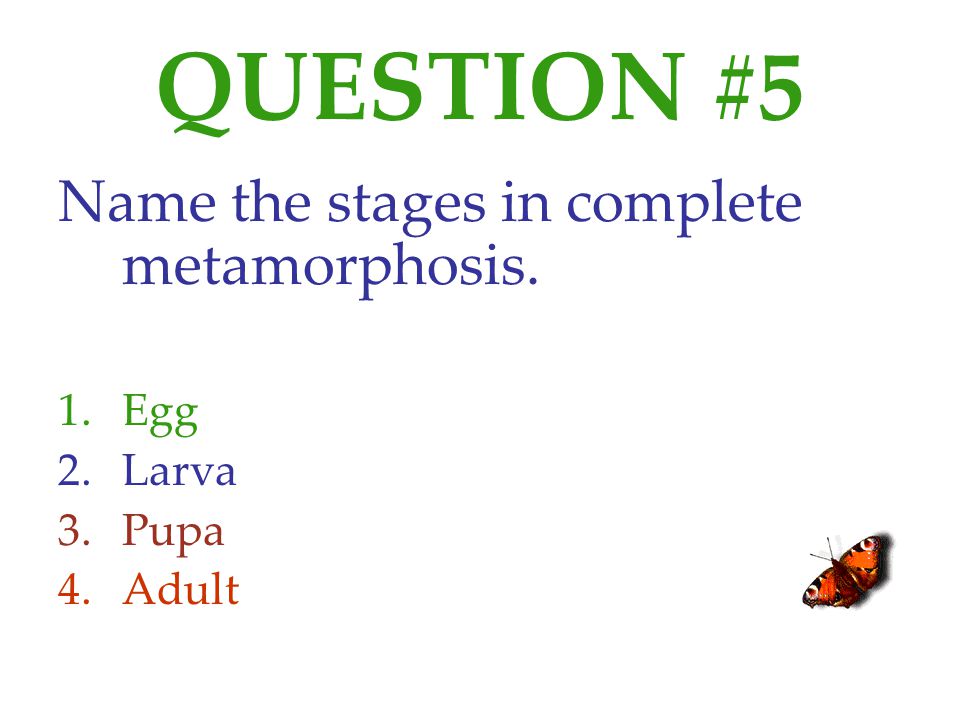 QUESTION #5 Name the stages in complete metamorphosis. Egg Larva Pupa