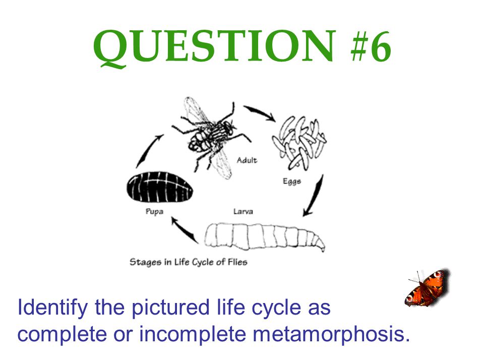 QUESTION #6 Identify the pictured life cycle as complete or incomplete metamorphosis.