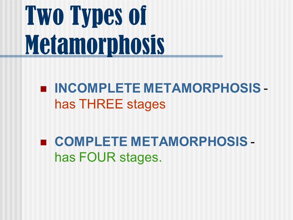 Two Types of Metamorphosis